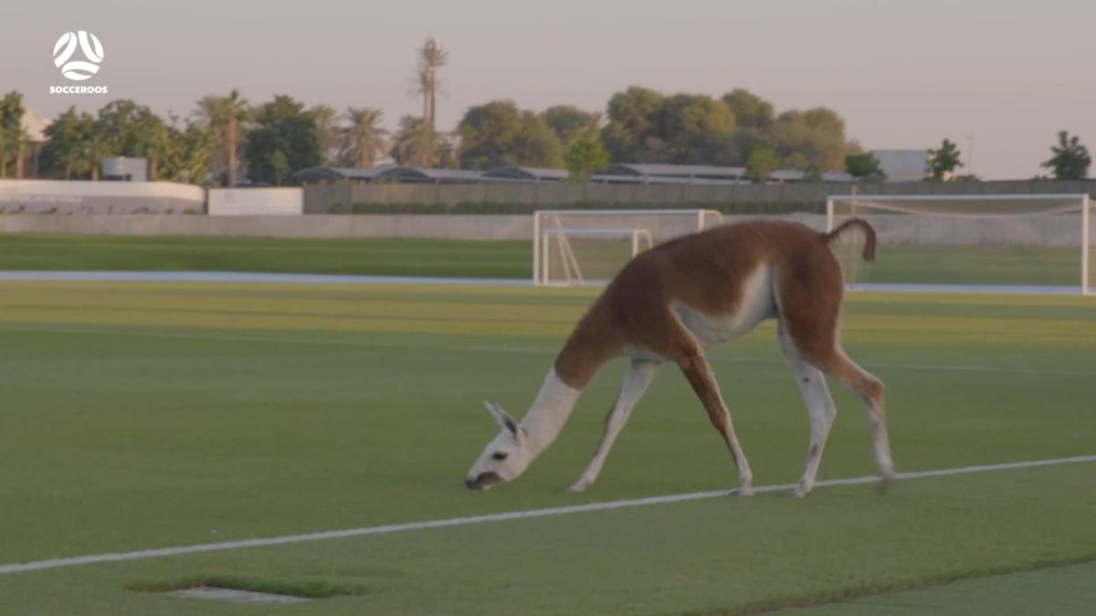 Llama crashes Socceroos training in Dubai
